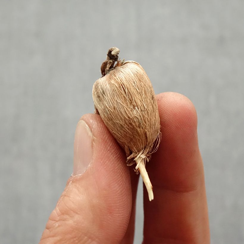 Exemplaar van Freesia hybrida (zaad) Bol kaliber 6+ zoals geleverd in de lente