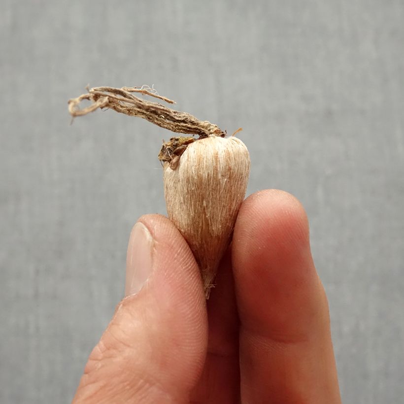 Exemplaar van Freesia Oranje Bol kaliber 5+ zoals geleverd in de lente