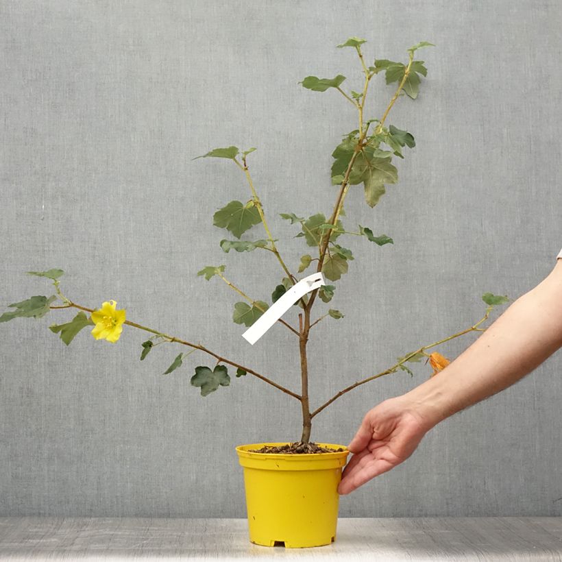 Exemplaar van Fremontodendron californicum - Flannelstruik Pot van 2 l/3 l zoals geleverd in de zomer