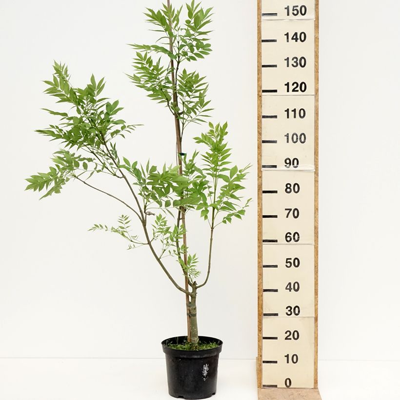 Exemplaar van Fraxinus excelsior Argenteovariegata - Gewone es Pot van 7,5 l/10 l zoals geleverd in de lente