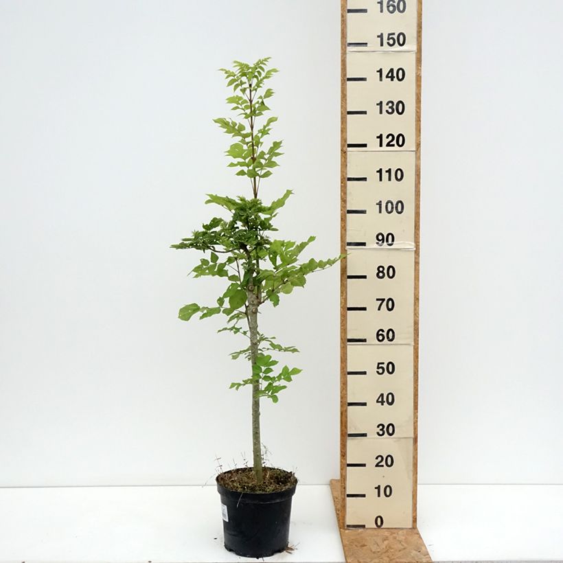 Exemplaar van Fraxinus excelsior Abiona - Gewone es Pot van 7,5 l/10 l, Stengel zoals geleverd in de zomer