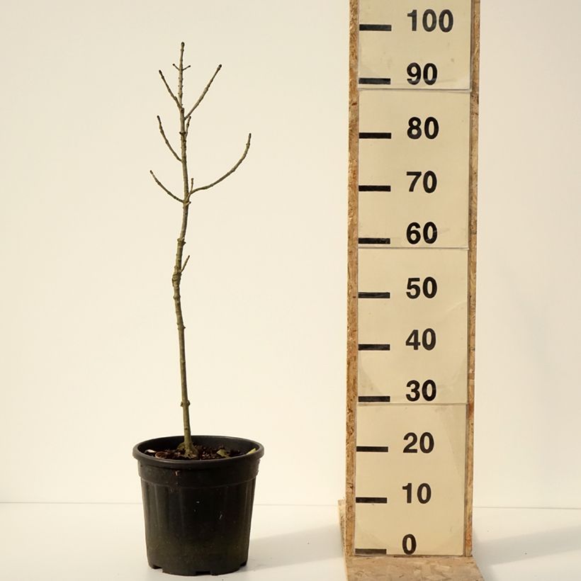 Exemplaar van Fraxinus excelsior Abiona - Gewone es Pot van 7,5 l/10 l, Stengel zoals geleverd in de winter