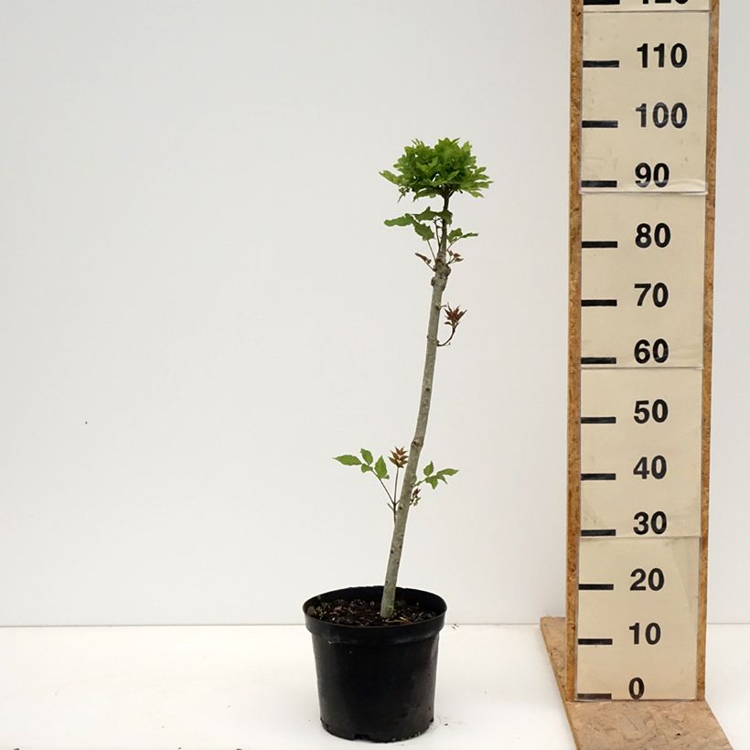 Example of Fraxinus excelsior Abiona - Gewone es Pot van 7,5 l/10 l, Stengel as you get in printemps