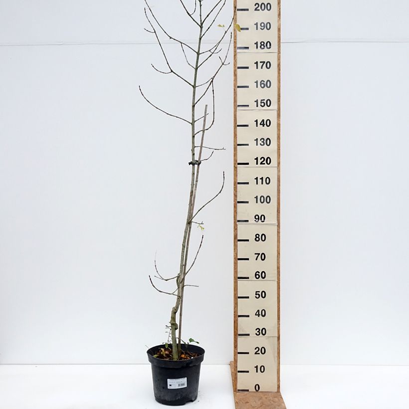 Exemplaar van Fraxinus angustifolia Variegata - Smalbladige es Pot van 7,5 l/10 l zoals geleverd in de herfst