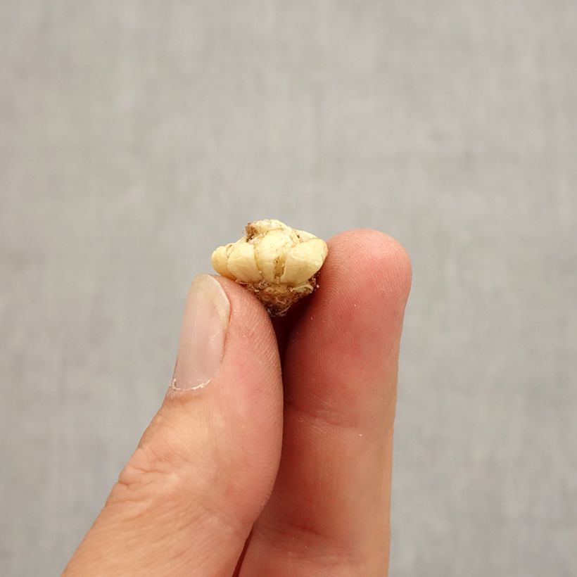 Exemplaar van Fritillaria camschatcensis - Chocoladelelie Bol kaliber 6+ zoals geleverd in de herfst