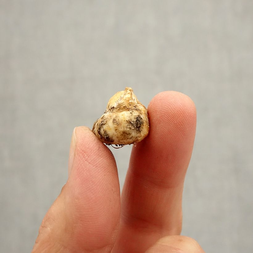 Exemplaar van Fritillaria reuteri - Kievitsbloem Bol kaliber I zoals geleverd in de herfst