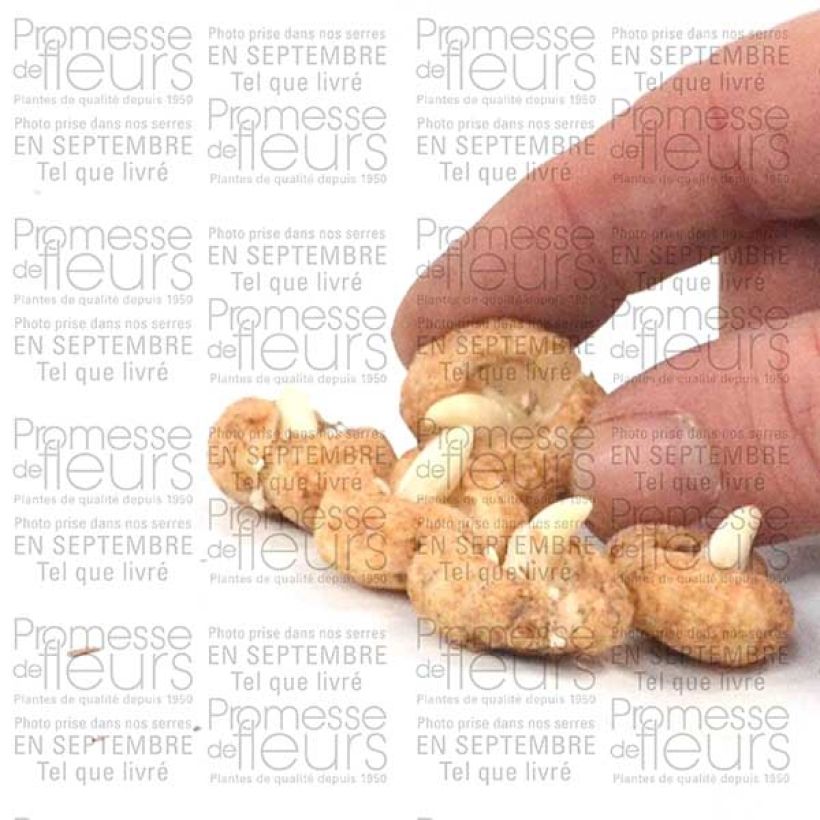 Voorbeeld van een exemplaar van Fritillaria hermonis amana - Kievitsbloem Bol kaliber I zoals geleverd