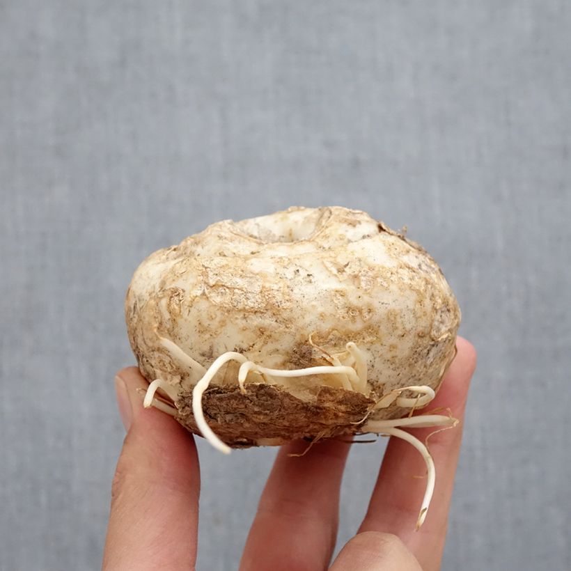 Exemplaar van Fritillaria imperialis Aureomarginata - Keizerskroon Bol kaliber I zoals geleverd in de herfst