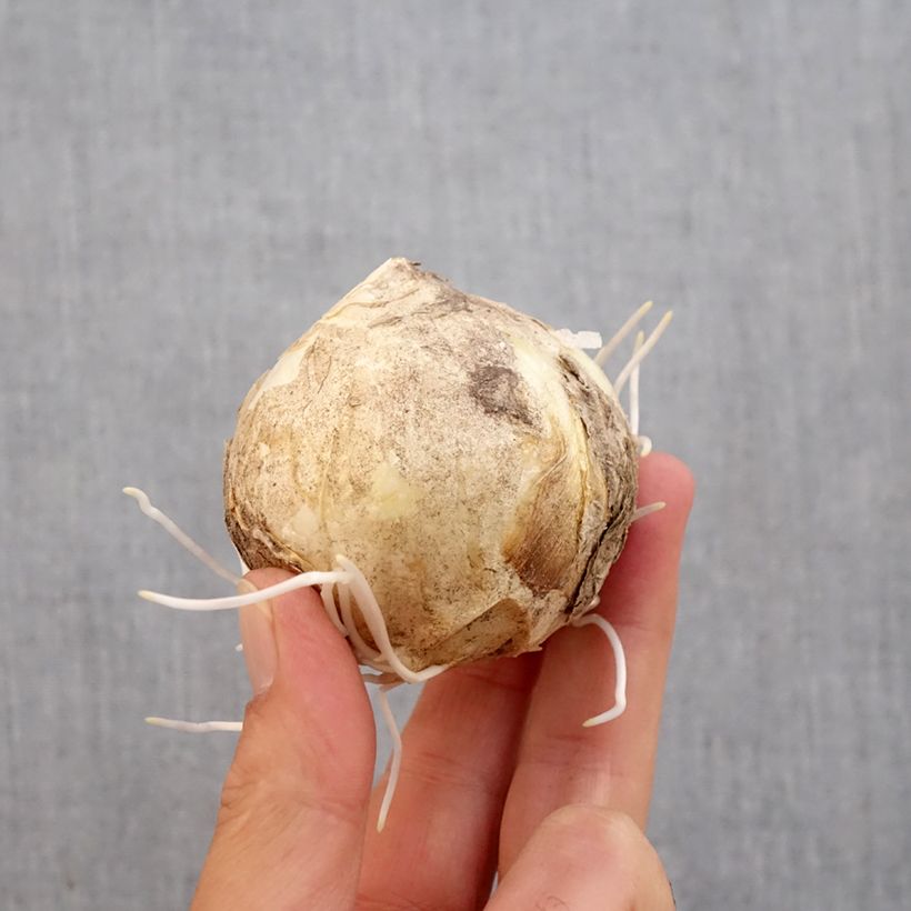 Exemplaar van Fritillaria imperialis Early Sensation - Keizerskroon Bol kaliber 18+ zoals geleverd in de herfst