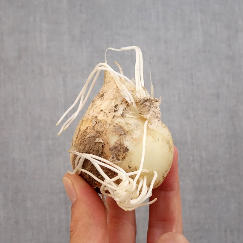 Exemplaar van Fritillaria imperialis Orange Beauty - Keizerskroon Bol kaliber 20+ zoals geleverd in de herfst