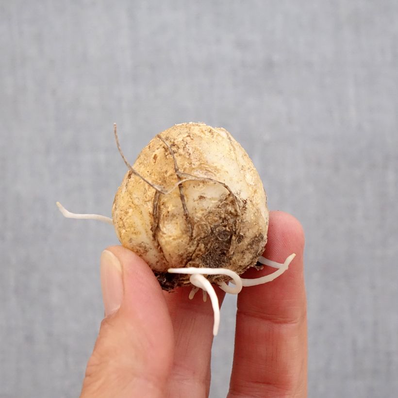 Exemplaar van Fritillaria imperialis Tchaikovsky - Keizerskroon Bol kaliber 14 zoals geleverd in de herfst