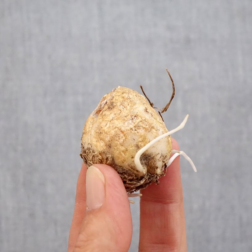 Exemplaar van Fritillaria imperialis Vivaldi - Keizerskroon Bol kaliber 14/16 zoals geleverd in de herfst