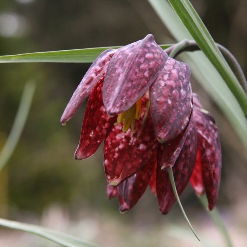 Fritillaria meleagris - Kievitsbloem (Bloei)