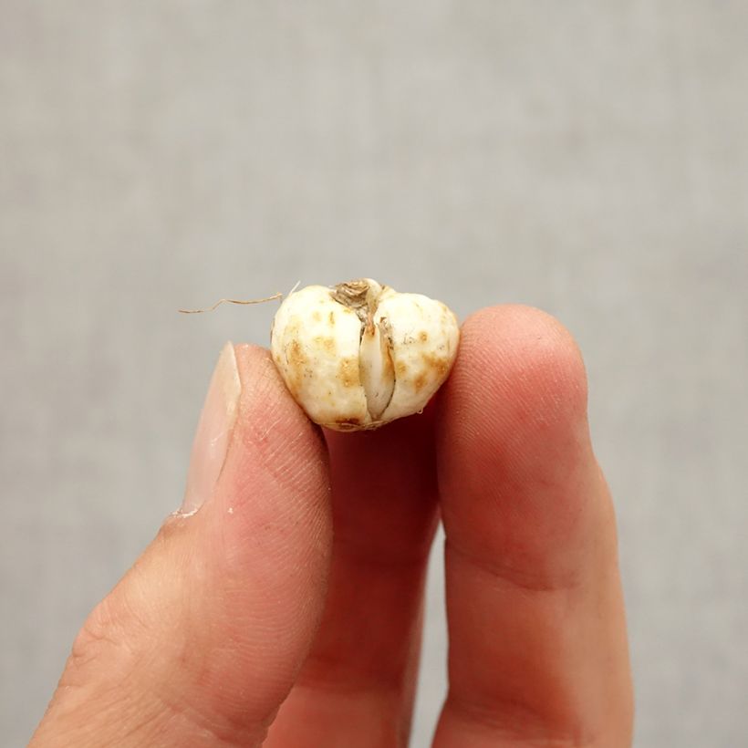 Exemplaar van Fritillaria meleagris Alba - Kievitsbloem Bol size 5+ zoals geleverd in de herfst