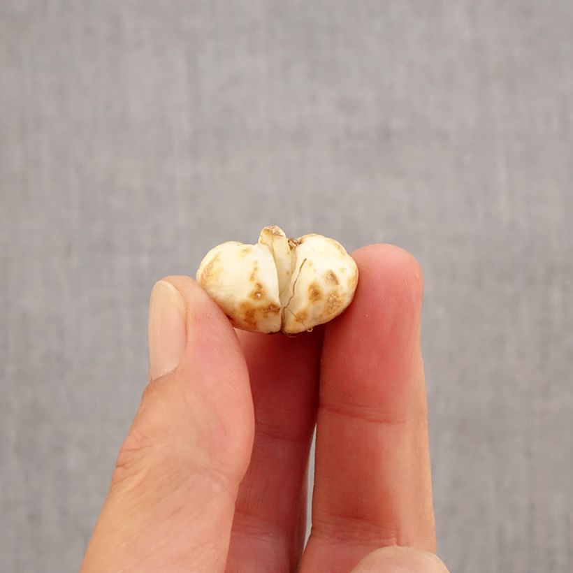 Exemplaar van Fritillaria meleagris - Kievitsbloem Bol size 6+ zoals geleverd in de herfst