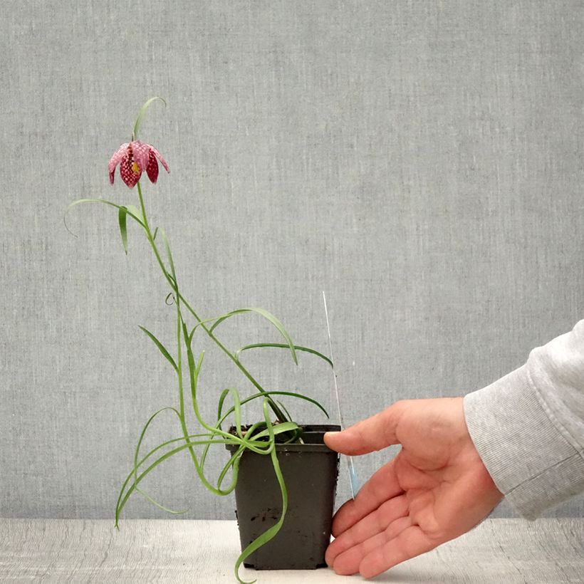 Exemplaar van Fritillaria meleagris - Kievitsbloem Kweekpotje van 8/9 cm kaliber 6+ zoals geleverd in de zomer