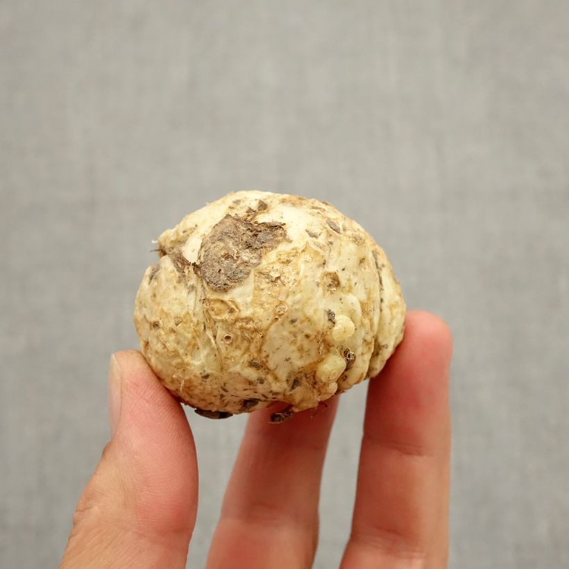 Exemplaar van Fritillaria sewerzowii - Kievitsbloem Bol kaliber I zoals geleverd in de herfst