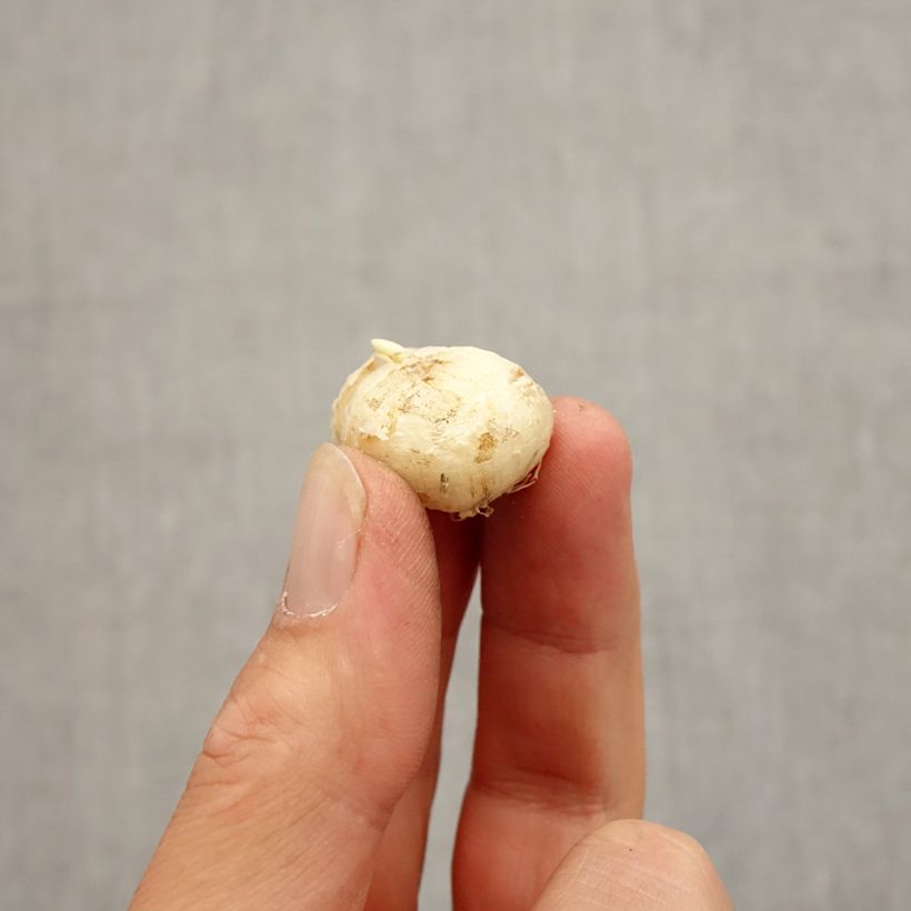 Exemplaar van Fritillaria uva-vulpis - Kievitsbloem Bol size 7+ zoals geleverd in de herfst