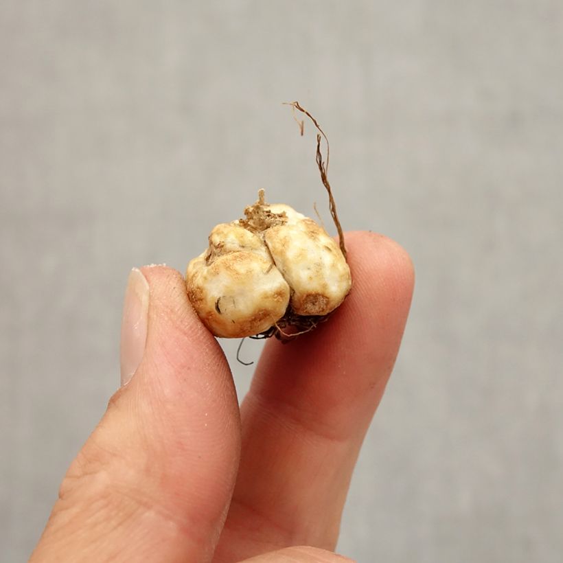 Exemplaar van Fritillaria davisii - Griekse kievitsbloem Bol kaliber 5+ zoals geleverd in de herfst