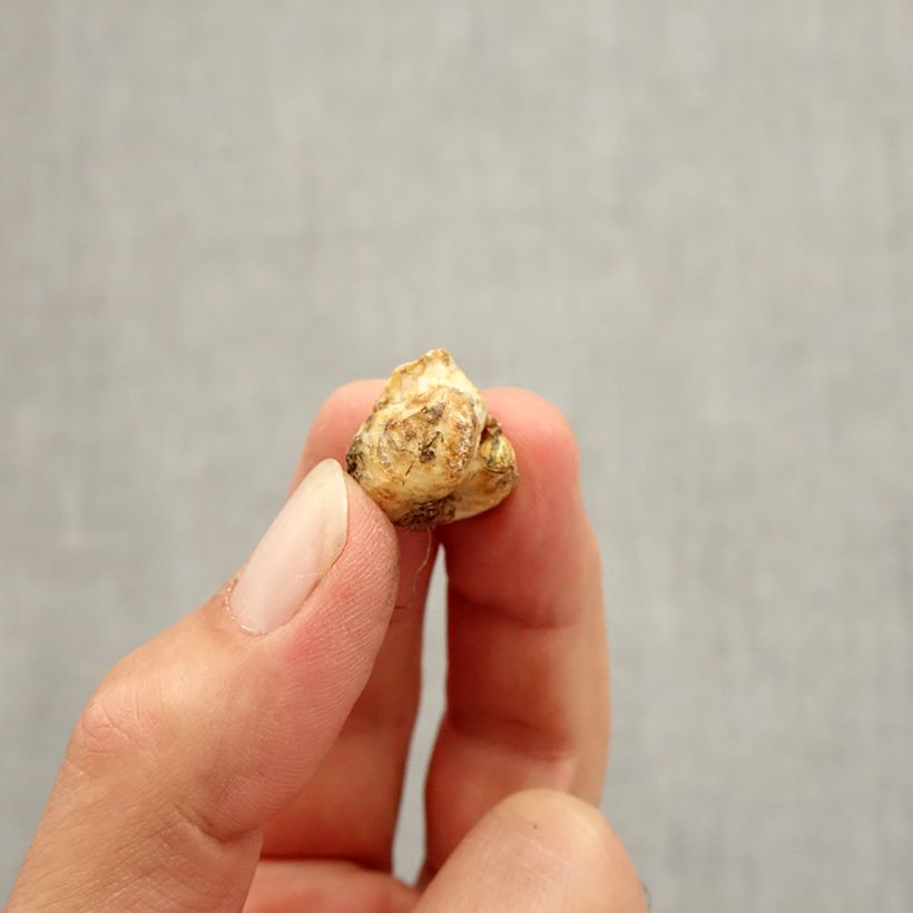 Exemplaar van Fritillaria liliacea - Kievitsbloem Bol kaliber I zoals geleverd in de herfst