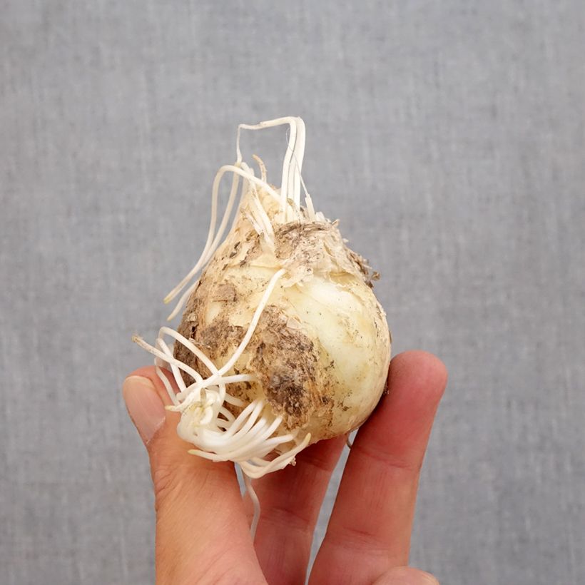 Exemplaar van Fritillaria persica - Perzische fritillaria Bol kaliber 20+ zoals geleverd in de herfst