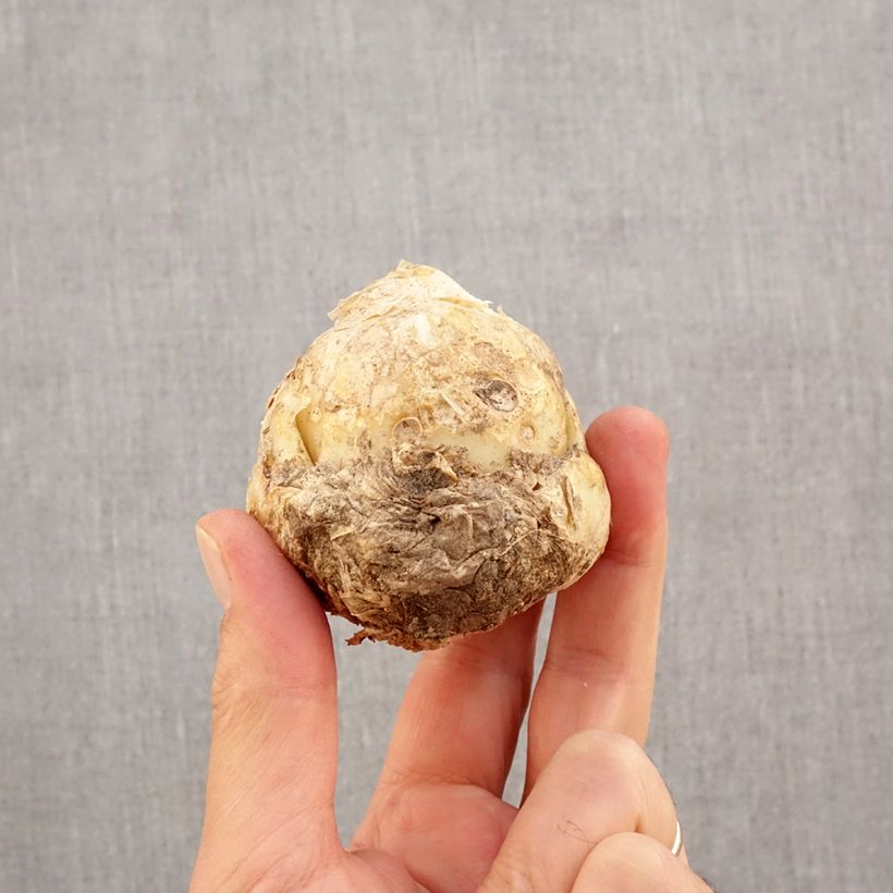 Exemplaar van Fritillaria persica Ivory Bells - Perzische fritillaria Bol kaliber I zoals geleverd in de herfst