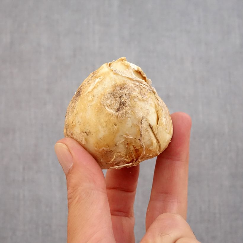 Exemplaar van Fritillaria persica Purple Dynamite - Perzische fritillaria Bol kaliber 20+ zoals geleverd in de herfst