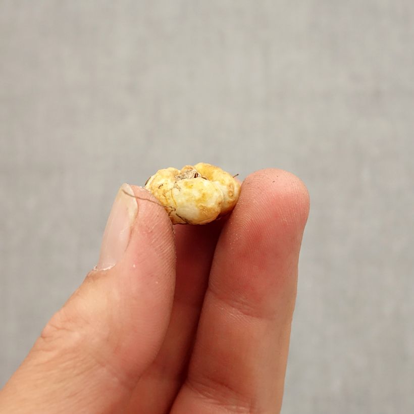 Exemplaar van Fritillaria pontica - Kievitsbloem Bol kaliber 5+ zoals geleverd in de herfst