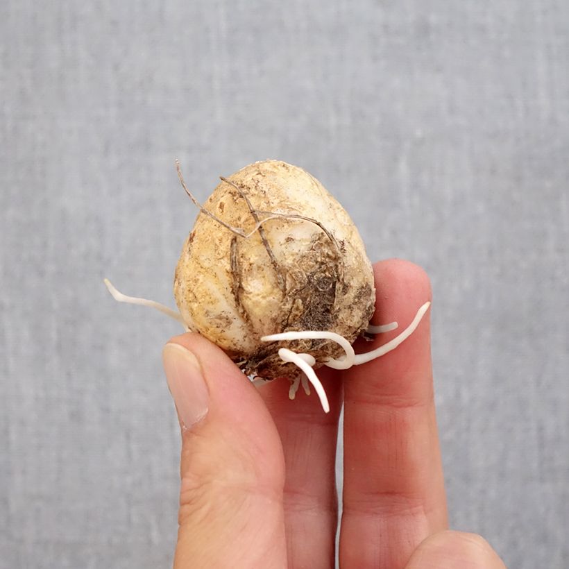 Exemplaar van Fritillaria raddeana - Keizerskroon Bol kaliber 14+ zoals geleverd in de herfst