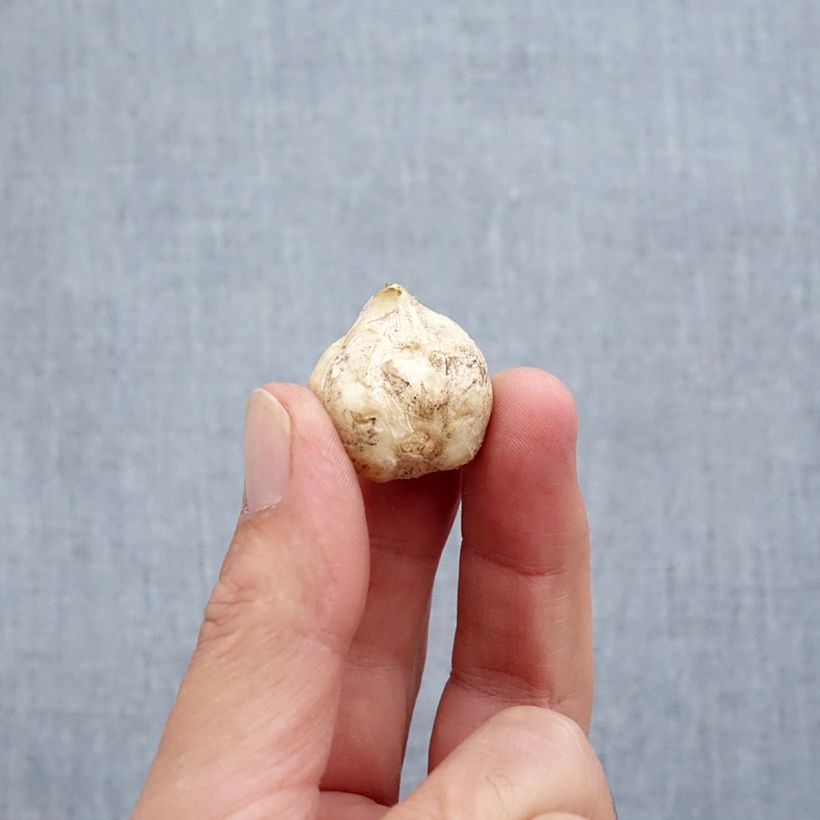 Exemplaar van Fritillaria stenanthera - Kievitsbloem Bol kaliber I zoals geleverd in de herfst