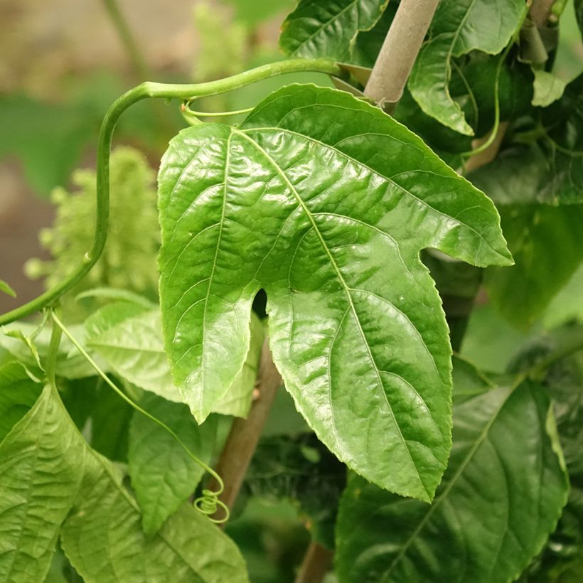 Passievrucht - Passiflora edulis (Blad)