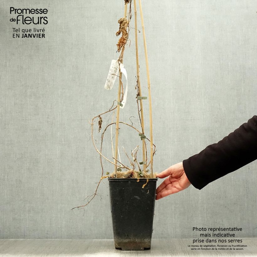 Exemplaar van Fruit de la passion (Grenadille) - Passiflora edulis Pot de 3L/4L zoals geleverd in de winter