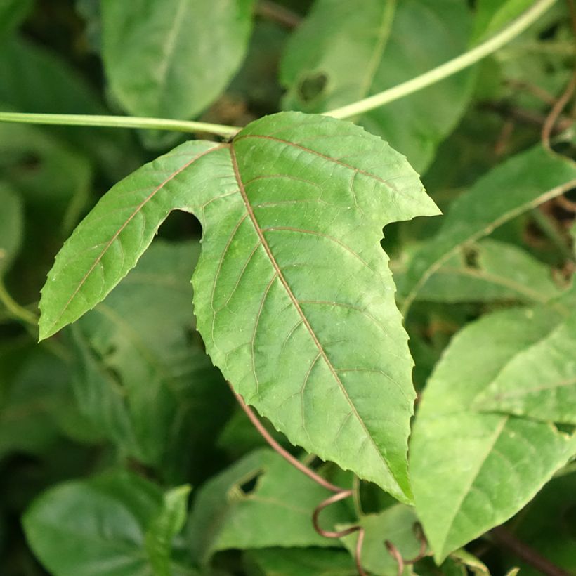 Passiflora edulis f. flavicarpa - Gele passievrucht (Blad)
