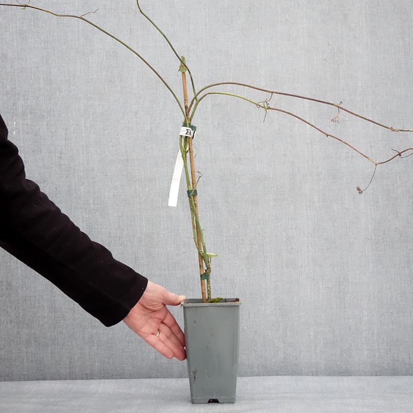 Exemplaar van Passiflora edulis f. flavicarpa - Gele passievrucht Pot van 1,5 l/2 l zoals geleverd in de winter