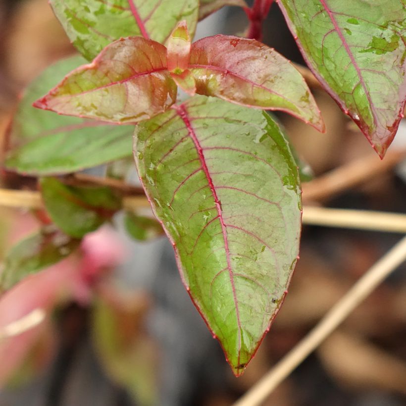 Fuchsia alpestris Grimpant - Bellenplant (Blad)