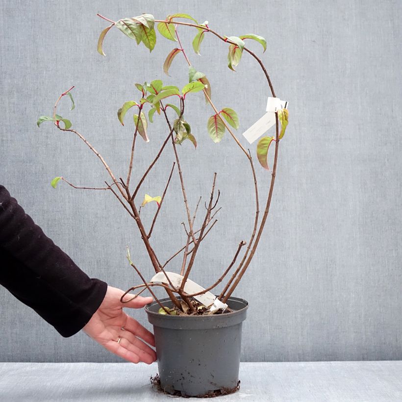 Example of Fuchsia alpestris Grimpant - Bellenplant Pot van 3 l/4 l as you get in hiver