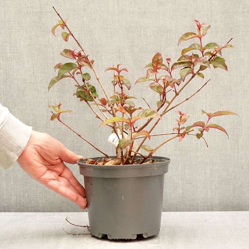 Exemplaar van Fuchsia alpestris Grimpant - Bellenplant Pot van 3 l/4 l zoals geleverd in de lente
