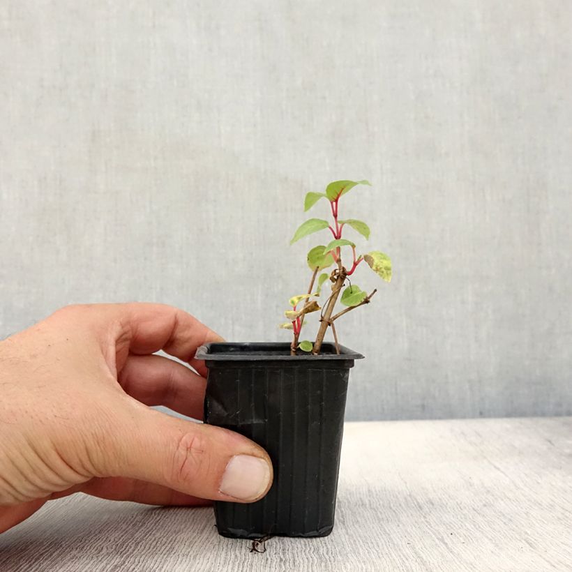 Exemplaar van Fuchsia Annabel - Bellenplant Kweekpotje van 8/9 cm zoals geleverd in de herfst