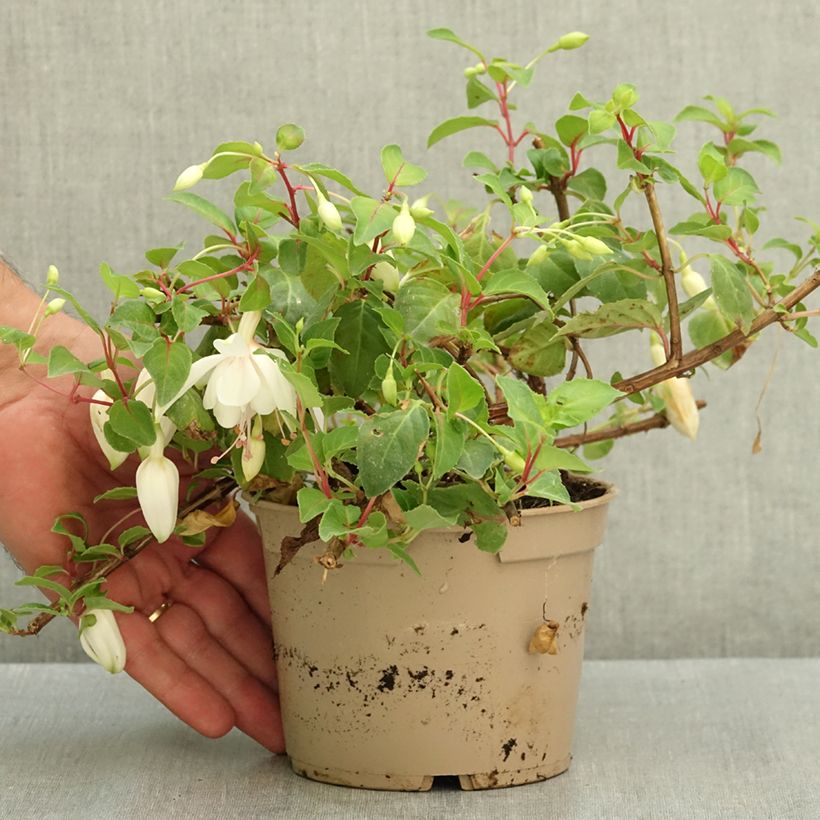 Exemplaar van Fuchsia Annabel - Bellenplant Pot van 12 cm / 13 cm zoals geleverd in de zomer