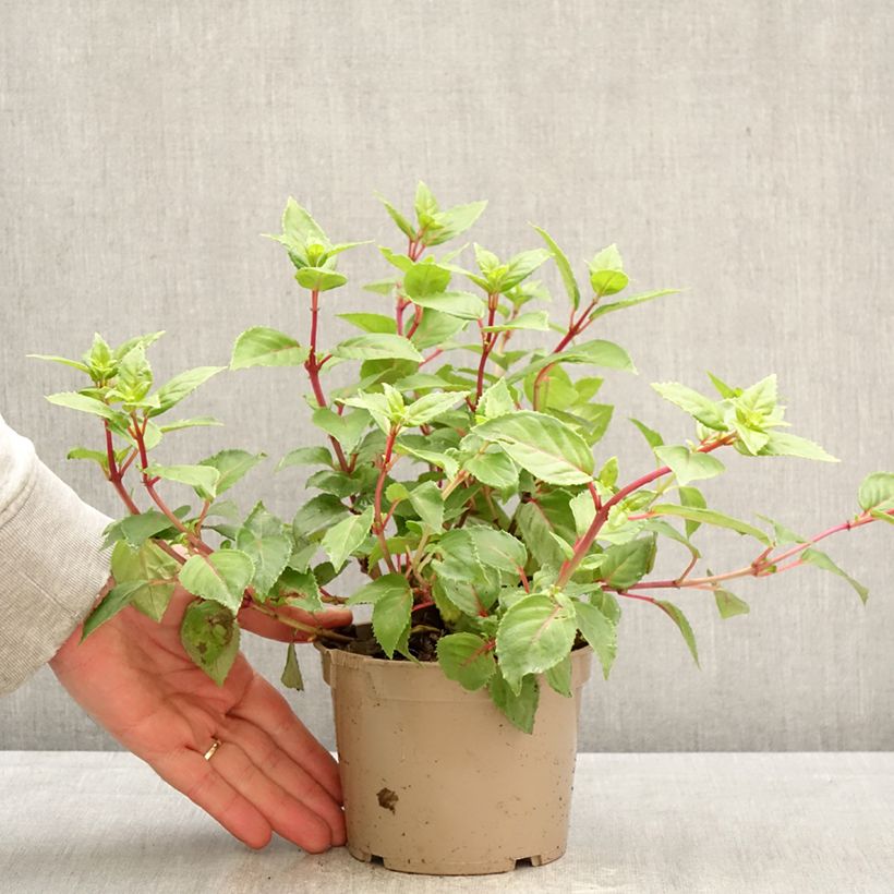 Exemplaar van Fuchsia Annabel - Bellenplant Pot van 12 cm / 13 cm zoals geleverd in de lente