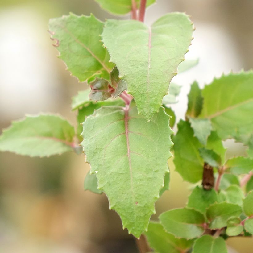 Fuchsia Beacon Rosa - Bellenplant (Blad)