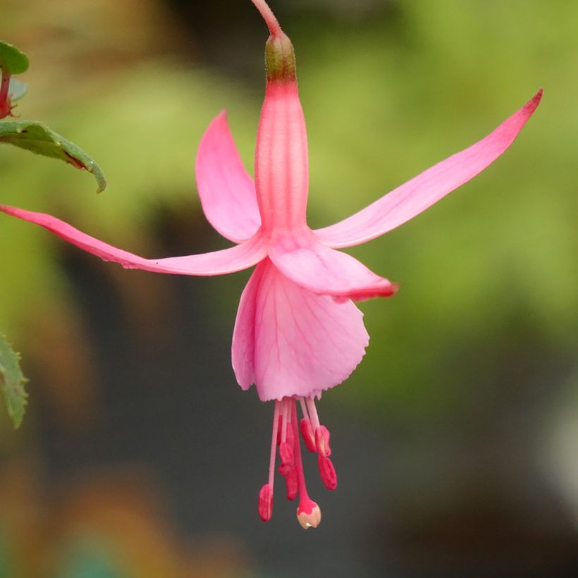 Fuchsia Beacon Rosa - Bellenplant (Bloei)