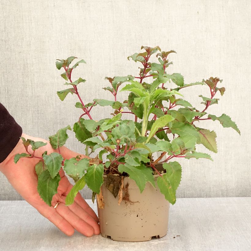 Exemplaar van Fuchsia Beacon Rosa - Bellenplant Pot van 12 cm / 13 cm zoals geleverd in de lente