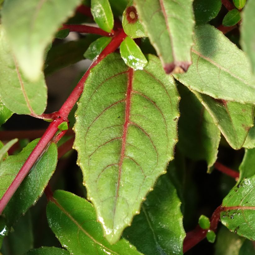 Fuchsia Bella Sacha - Bellenplant (Blad)