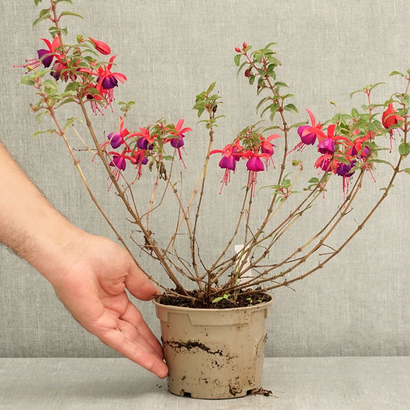 Exemplaar van Fuchsia Bella Sacha - Bellenplant Pot van 12 cm / 13 cm zoals geleverd in de zomer