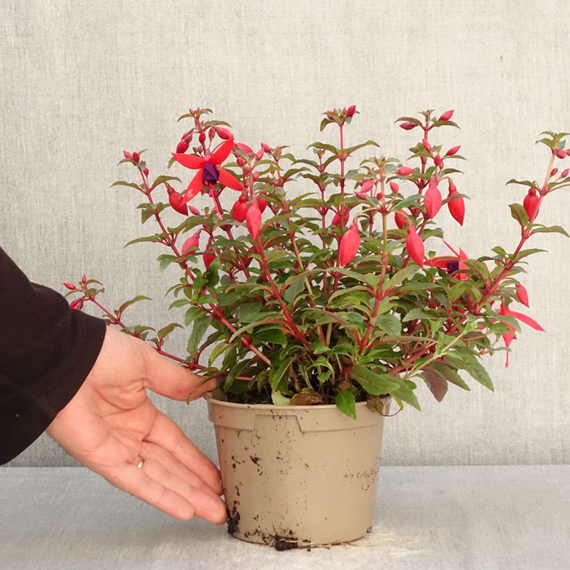 Exemplaar van Fuchsia Bella Sacha - Bellenplant Pot van 12 cm / 13 cm zoals geleverd in de lente