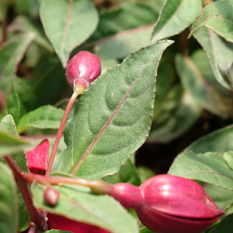 Fuchsia Bella Soila (Blad)