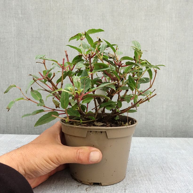 Exemplaar van Fuchsia Bella Soila Pot van 12 cm / 13 cm zoals geleverd in de lente