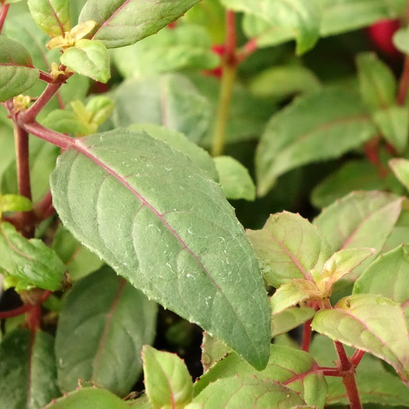 Fuchsia Bernadette - Bellenplant (Blad)