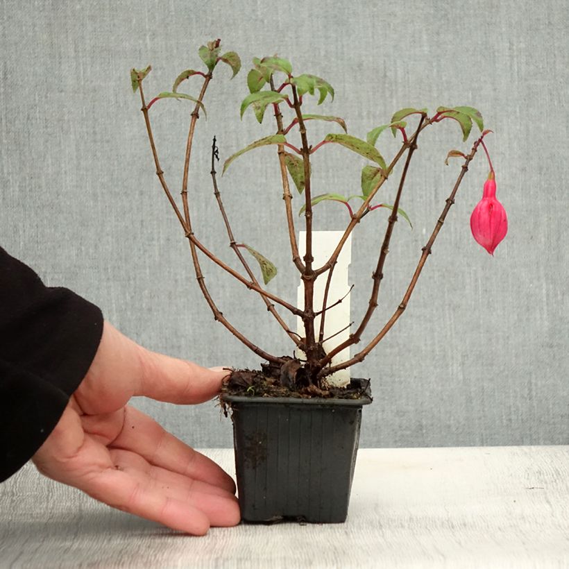 Exemplaar van Fuchsia Bernadette - Bellenplant Kweekpotje van 8/9 cm zoals geleverd in de herfst